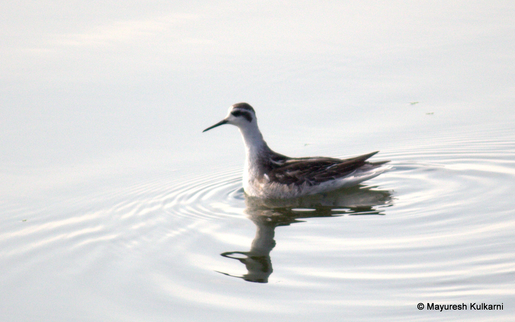 Red-necked Phalarope